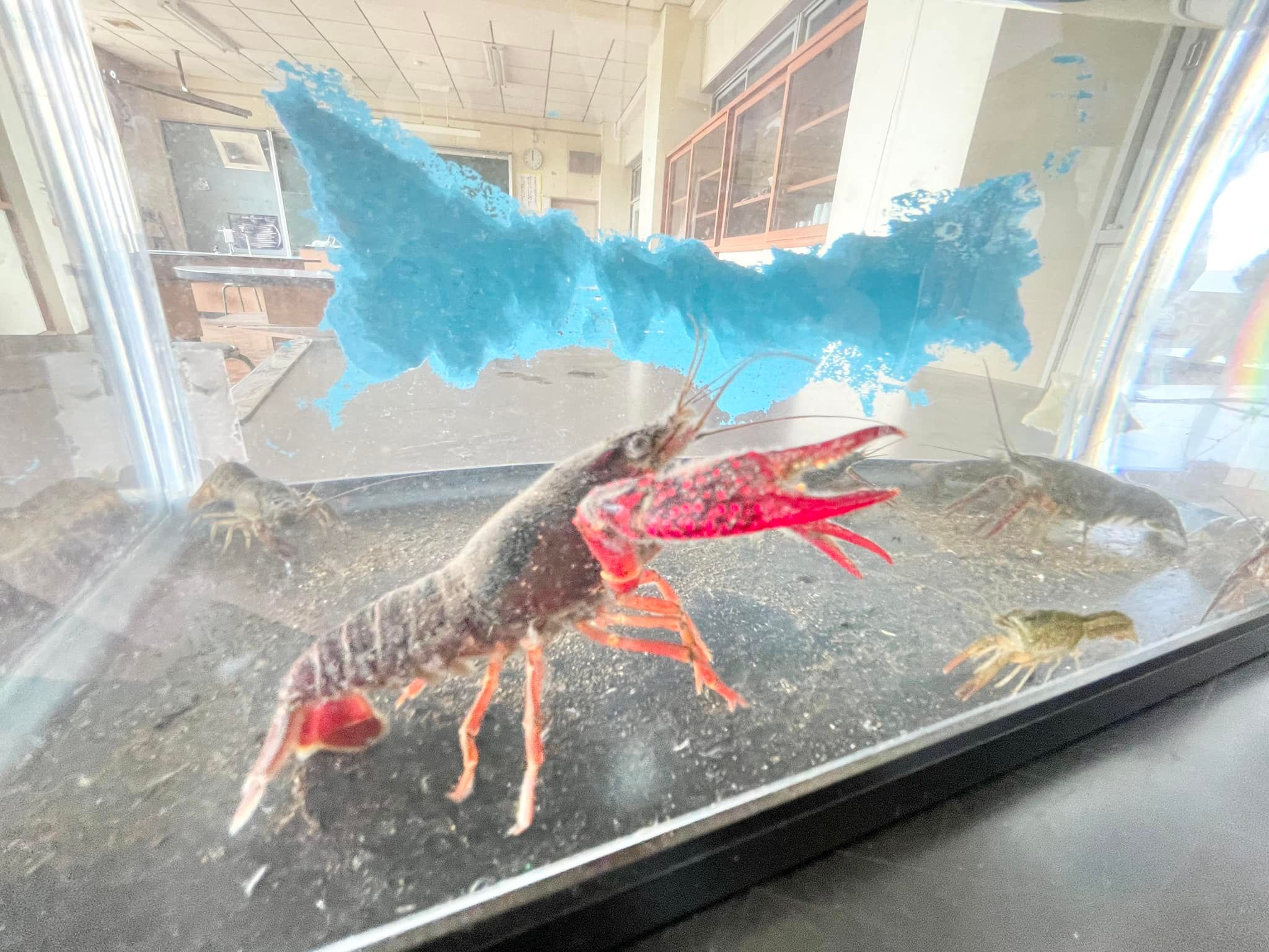 ザリガニを学ぶ。 - 元茨城県会議員・星田こうじ 公式サイト